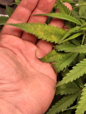 е WhatsApp 2024-11-27 в 19.57.09_8913cc1f.jpg