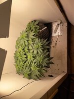 IMG_0652.jpeg