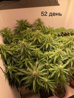 IMG_0863.jpeg