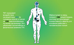 TGK-vozdejstvuet-na-receptory-CB1__cRYiHJu4iUEheWnH.jpg