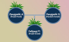 Kak-sozdayutsya-sorta-F1__ROBkDiCIfLo9Z7ub.jpg