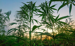 Vyrashchivanie-kannabisa-v-otkrytom-pole__II5PKPOLmLY9dG4l.jpg