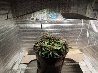 самая смехотворная печенька на Диком Юге