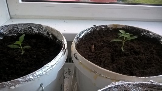 WP_20220702_21_03_47_Pro.jpg