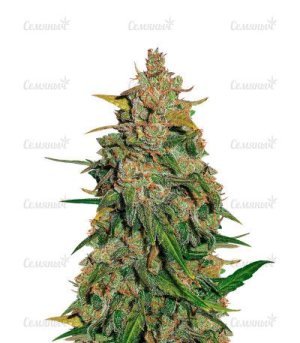 Lemon AK Auto.jpg