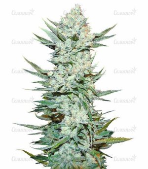 Tangie'matic Auto.jpg
