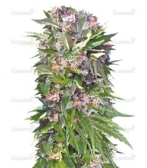 Red Purps.jpg