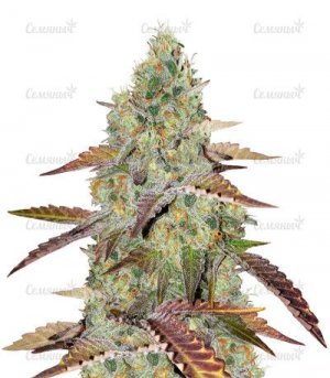 sort-grandaddy-purple.jpg