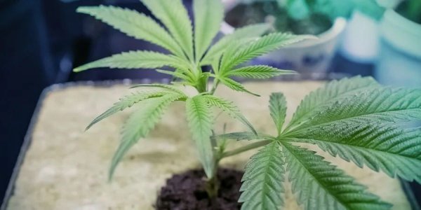 STEP 5 GROWING MEDIUM.jpg