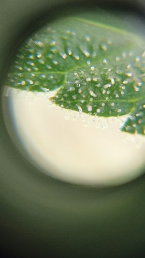 IMG_20230426_090051.jpg