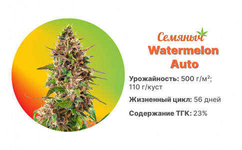Watermelon Auto