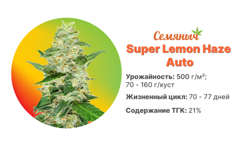 Super Lemon Haze Auto.jpg