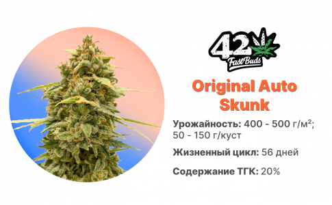 Original Auto Skunk