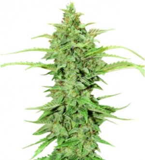 green crack.jpg