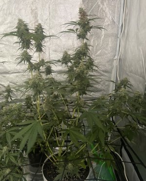19.09.23,Mimosa-Ripen.jpeg