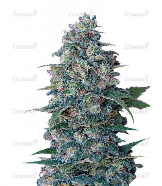 sort_Hashberry_regular_Mandala_Seeds__SXRJmdTxyhKDDciy.jpg