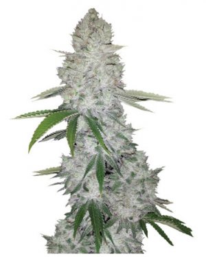 Gorilla Auto.jpg