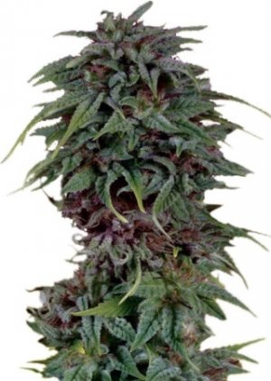 durban poison.jpg