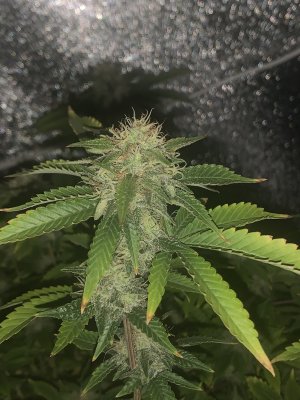 IMG_6103.jpeg